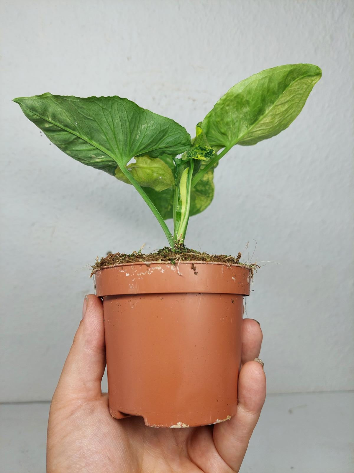 Syngonium Scrambled Eggs