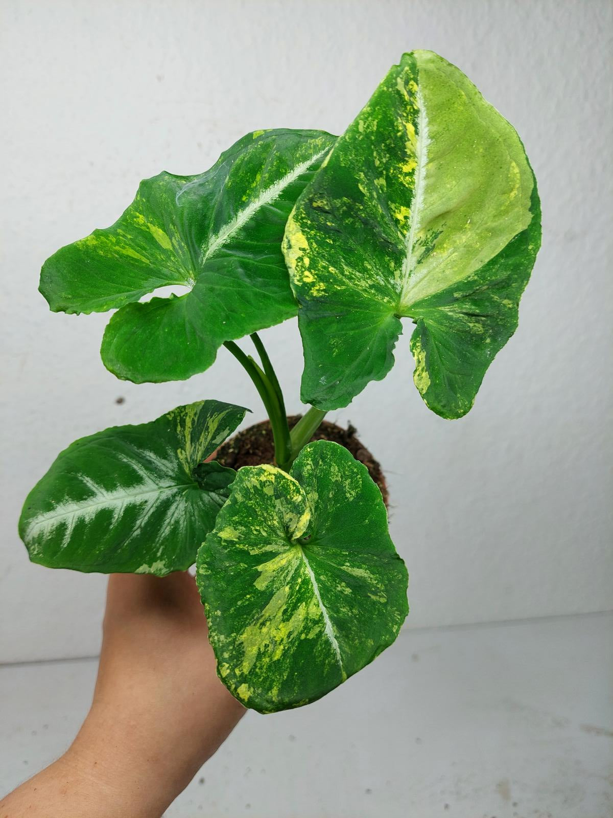 Syngonium Scrambled Eggs