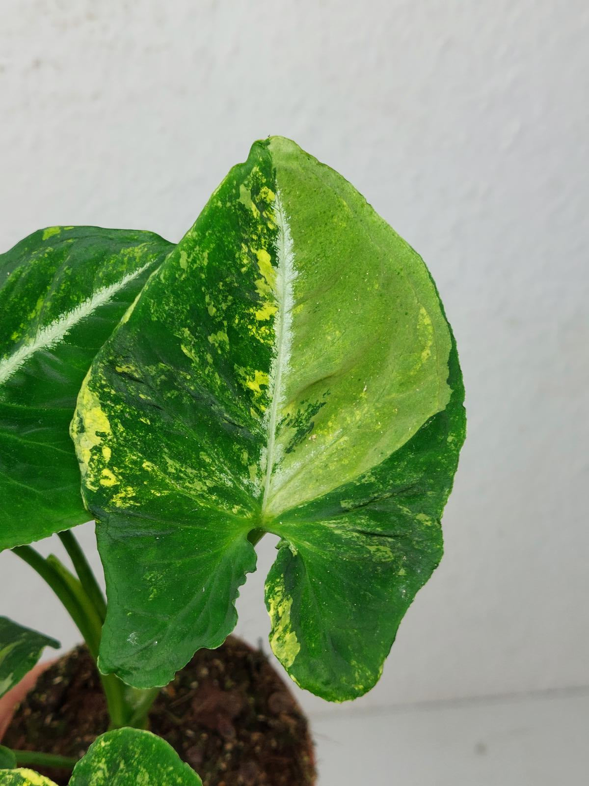 Syngonium Scrambled Eggs