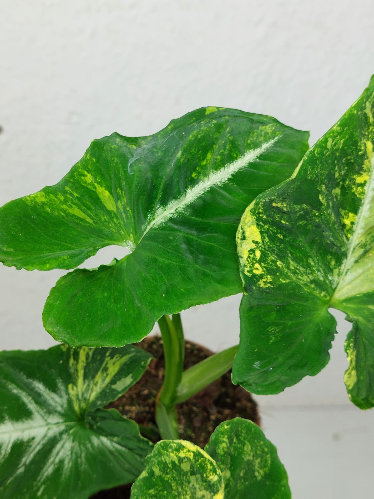 Syngonium Scrambled Eggs