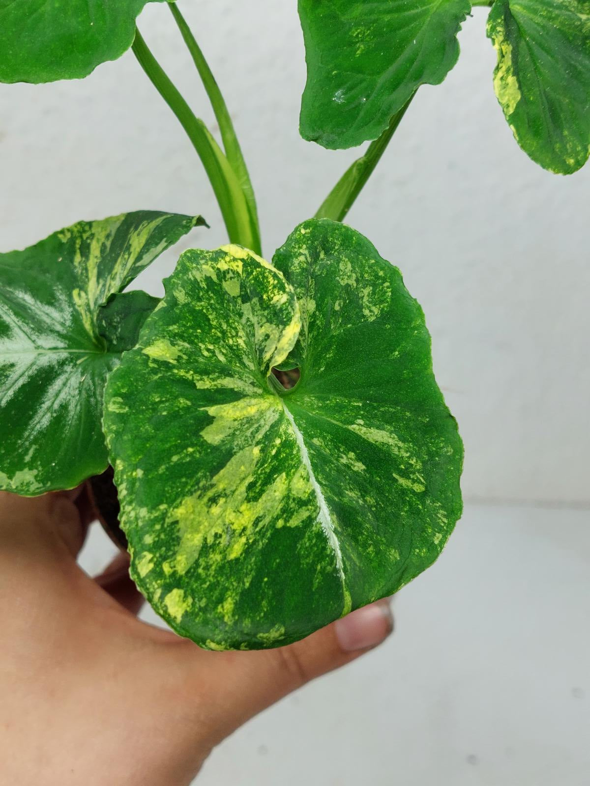 Syngonium Scrambled Eggs