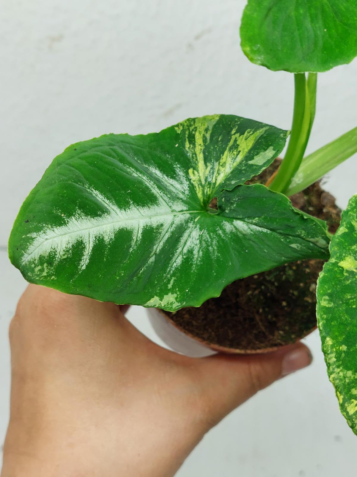 Syngonium Scrambled Eggs