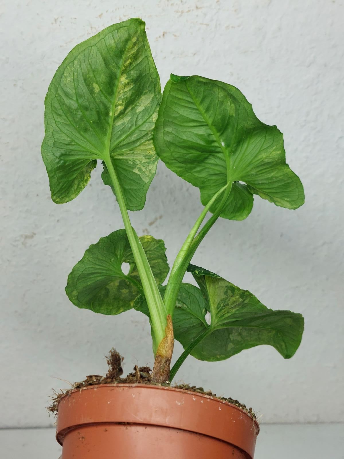 Syngonium Scrambled Eggs