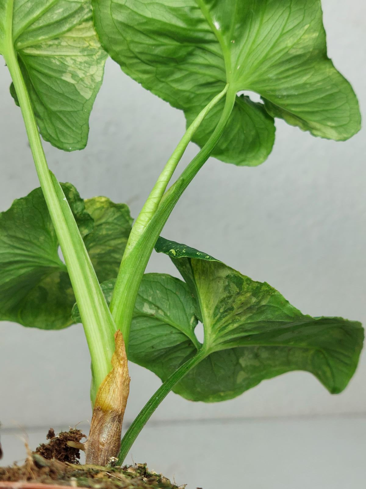 Syngonium Scrambled Eggs