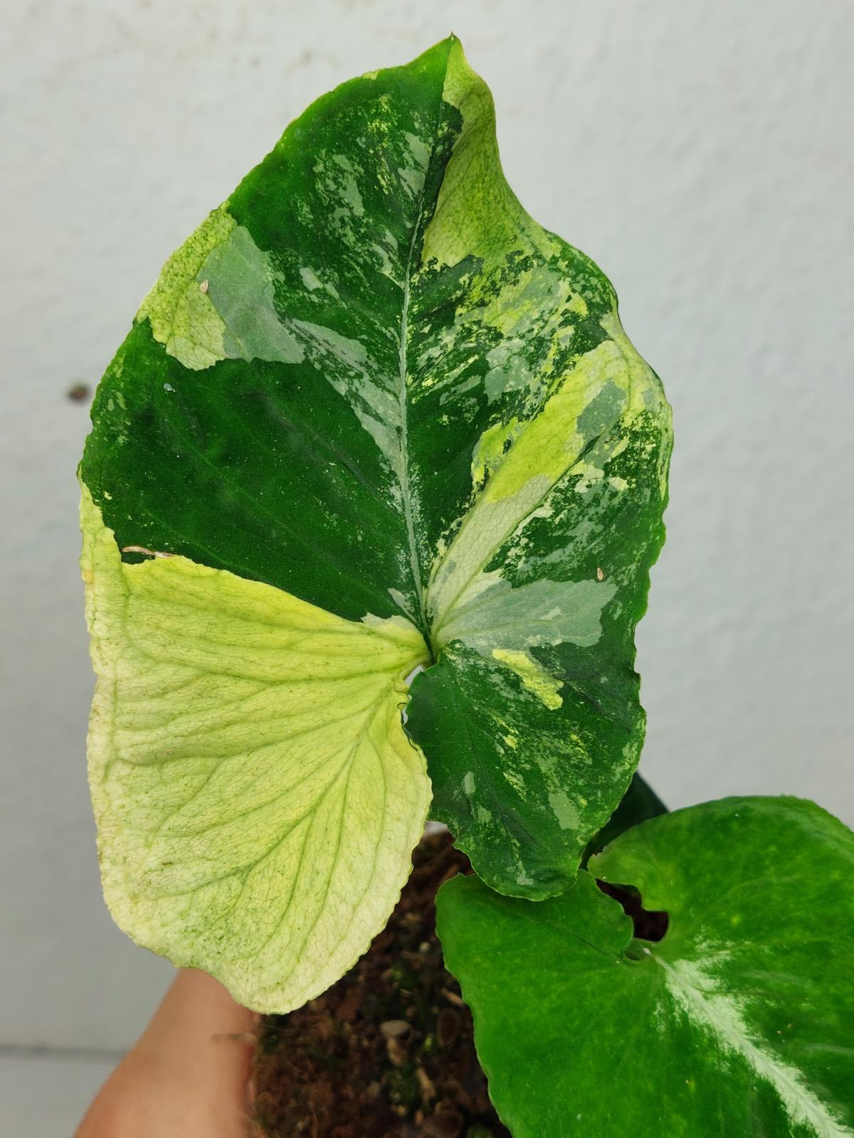 Syngonium Scrambled Eggs