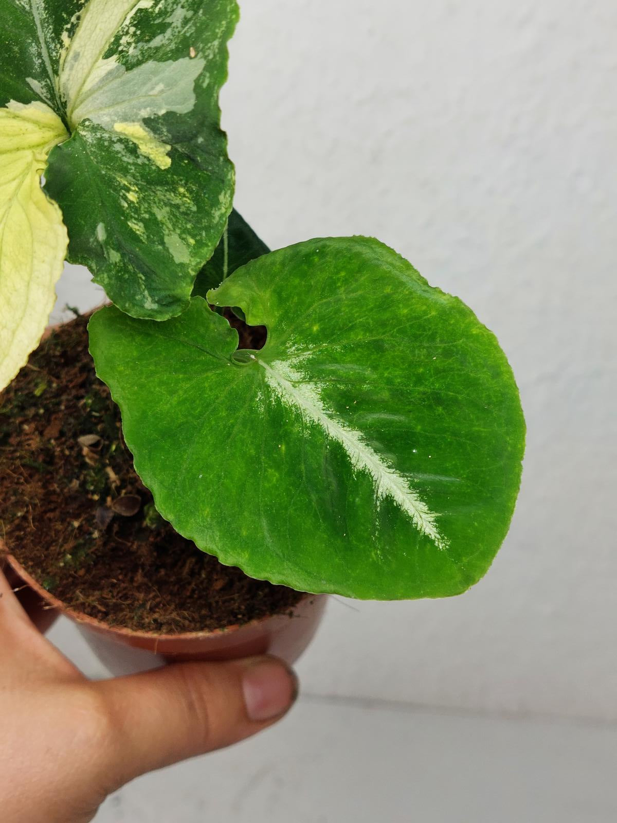 Syngonium Scrambled Eggs