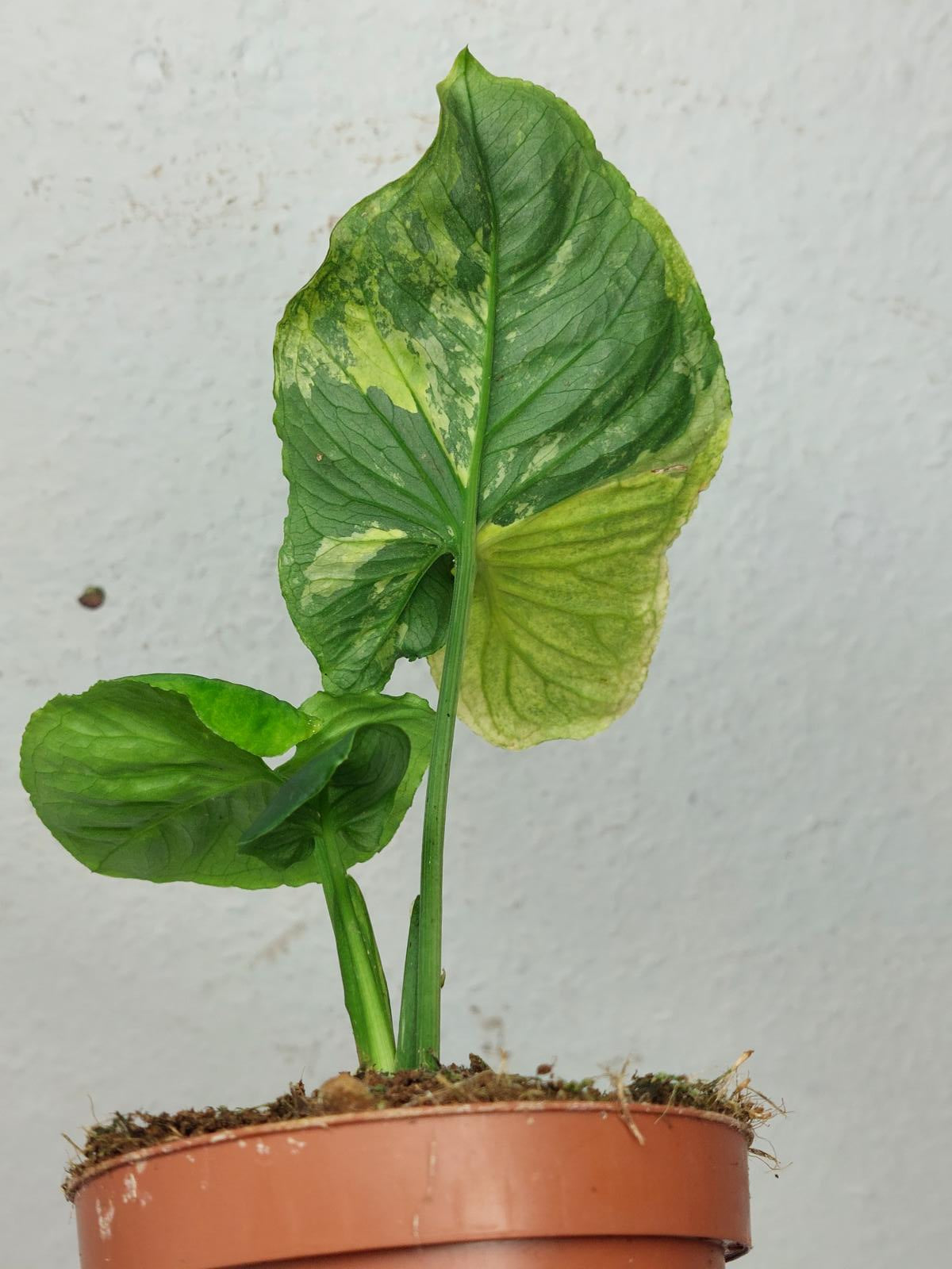 Syngonium Scrambled Eggs
