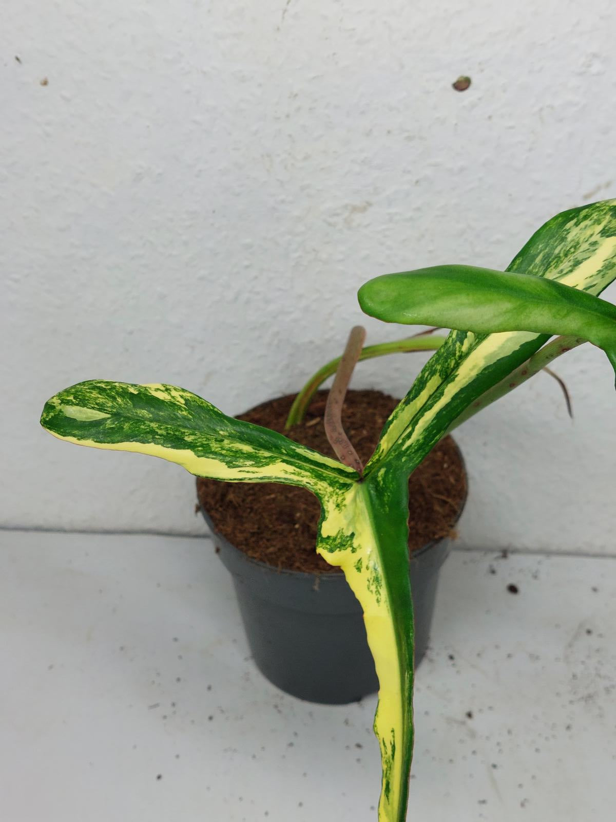 Philodendron Joepii Variegata