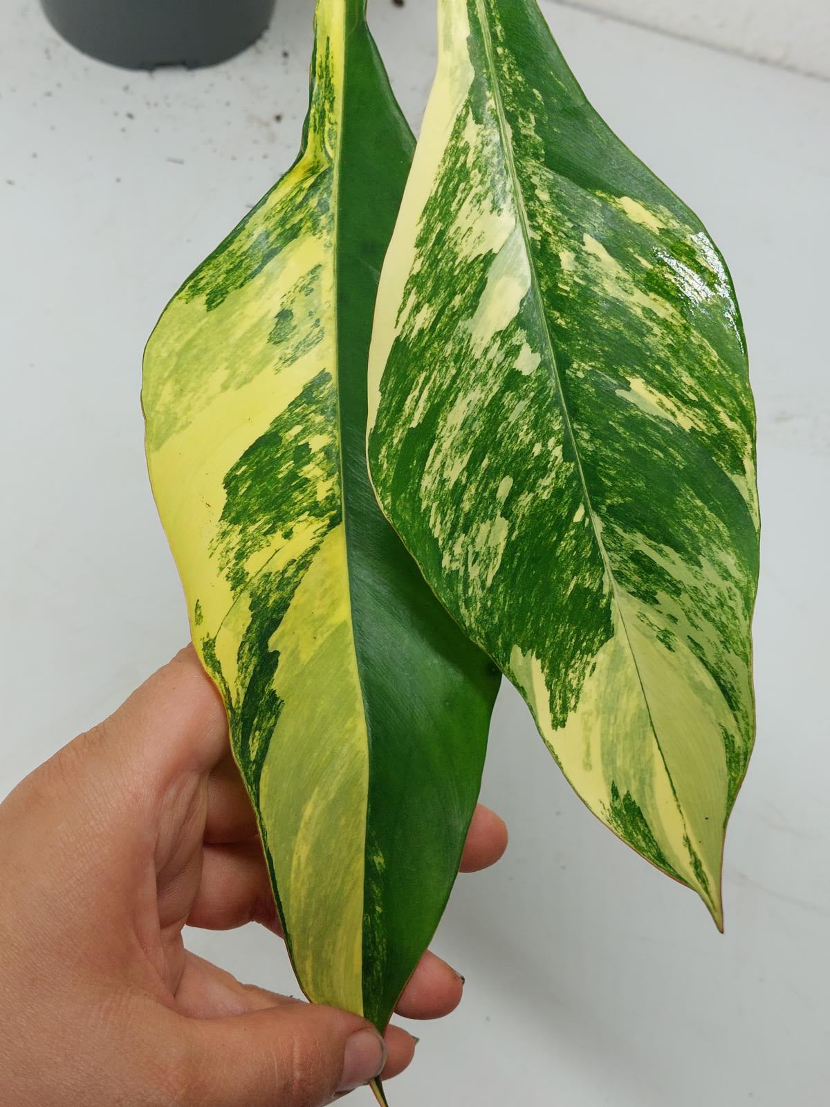 Philodendron Joepii Variegata