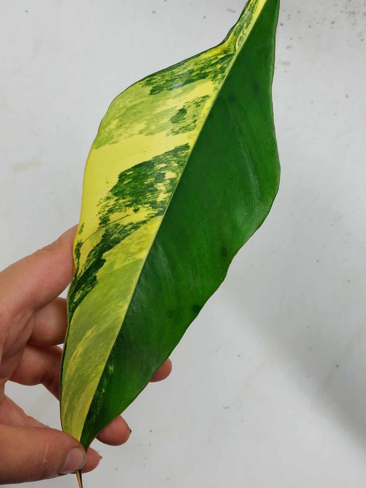 Philodendron Joepii Variegata