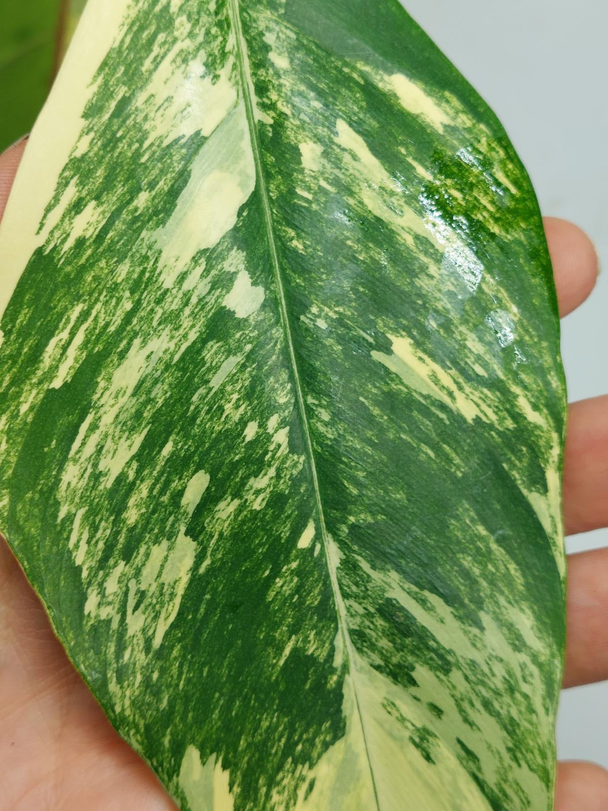 Philodendron Joepii Variegata
