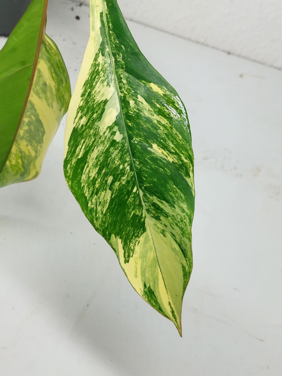 Philodendron Joepii Variegata