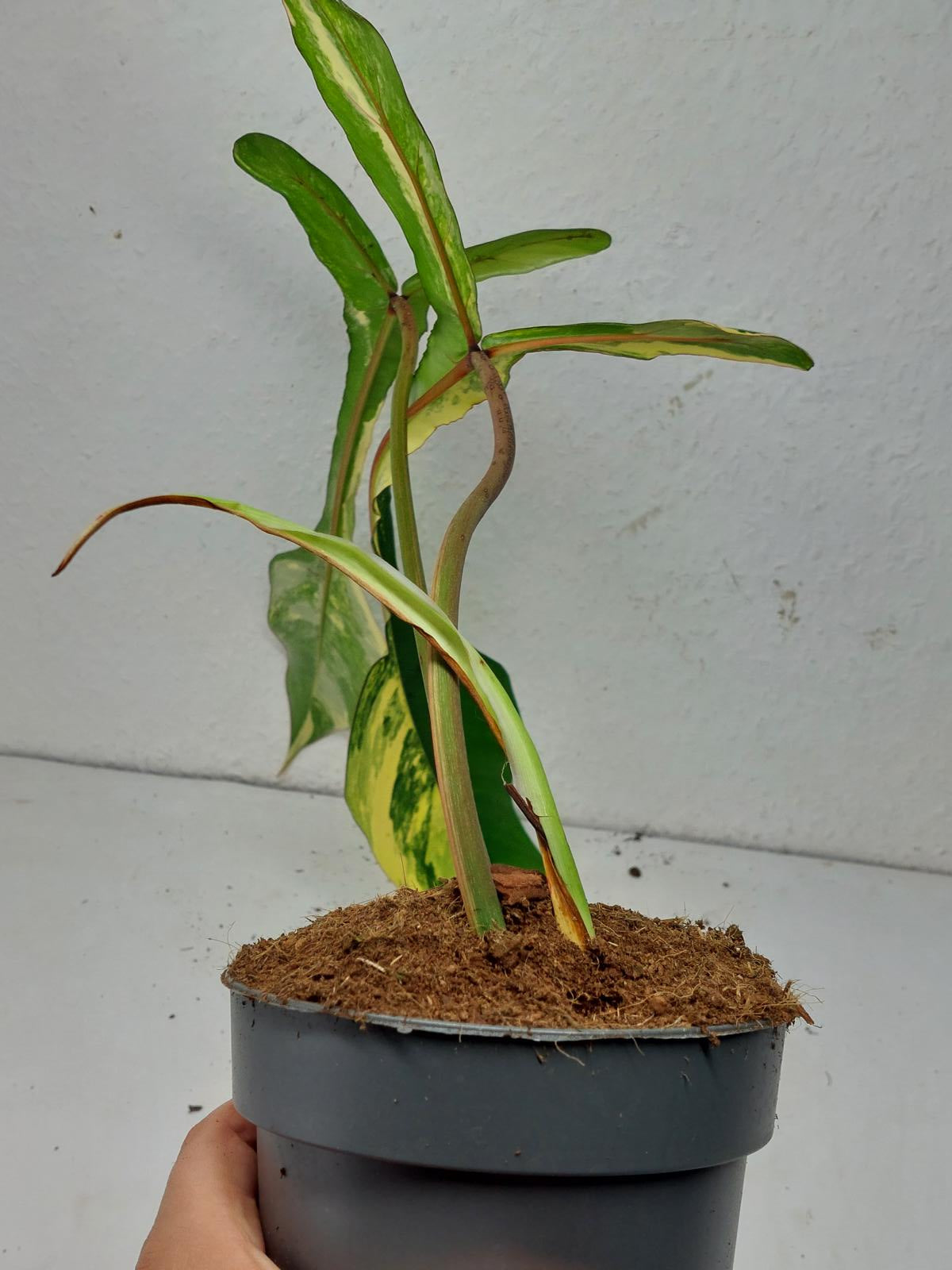 Philodendron Joepii Variegata