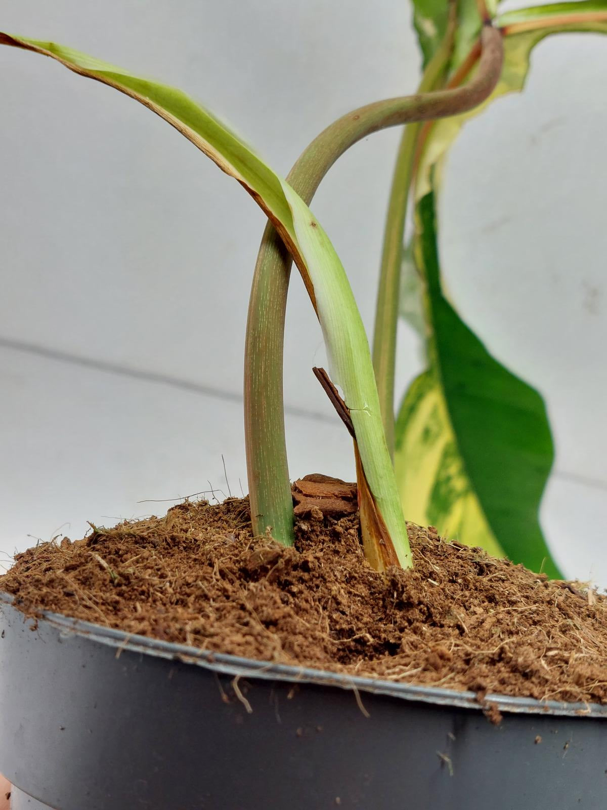 Philodendron Joepii Variegata
