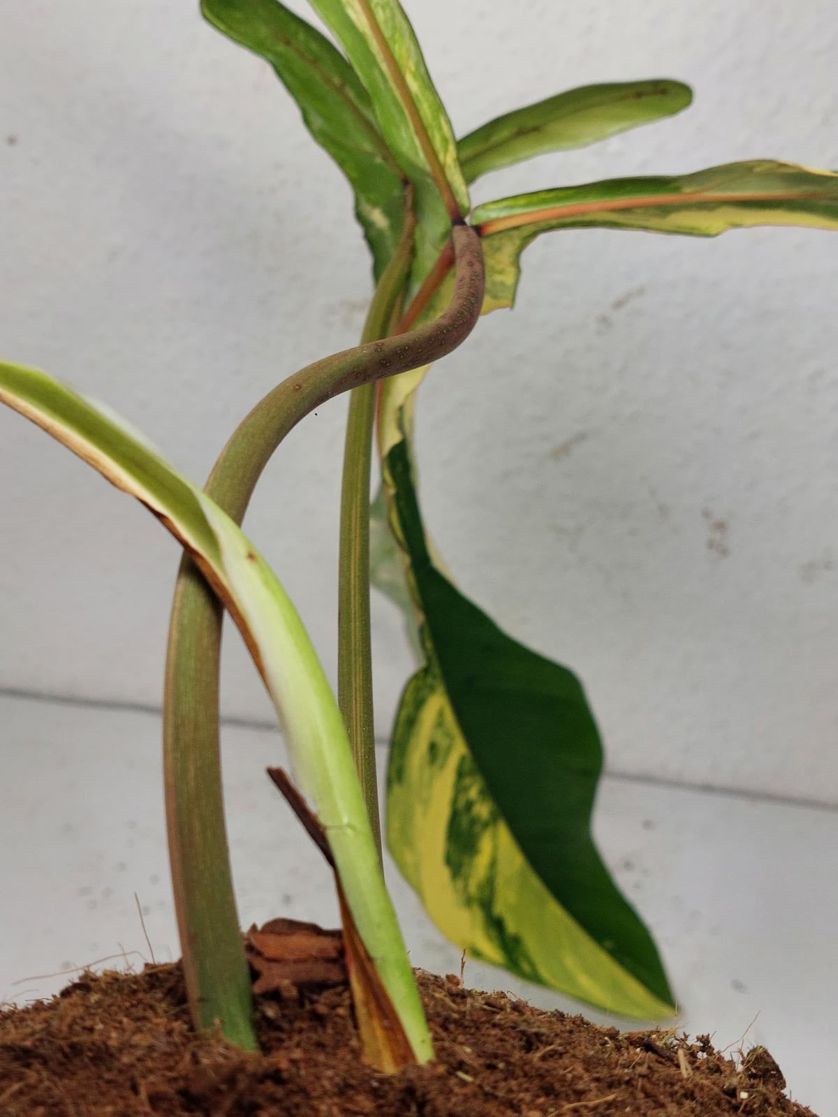 Philodendron Joepii Variegata