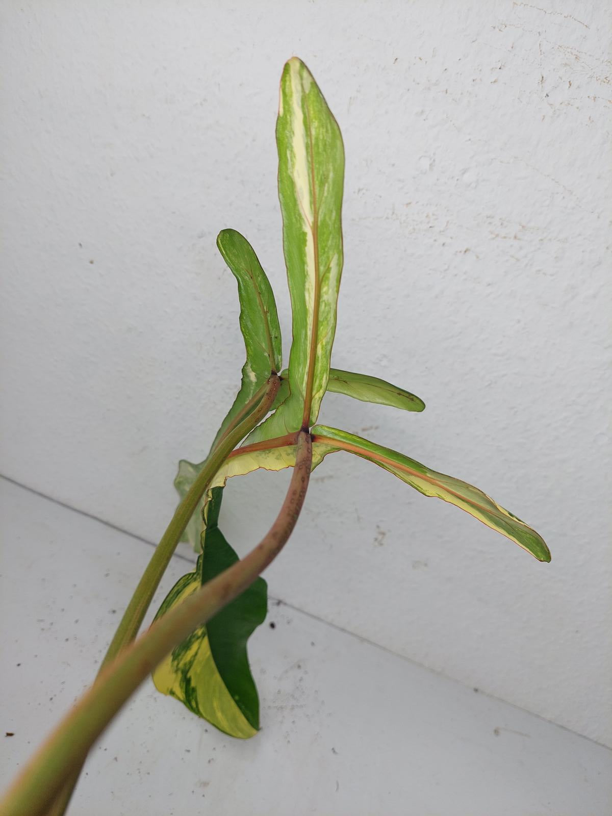 Philodendron Joepii Variegata