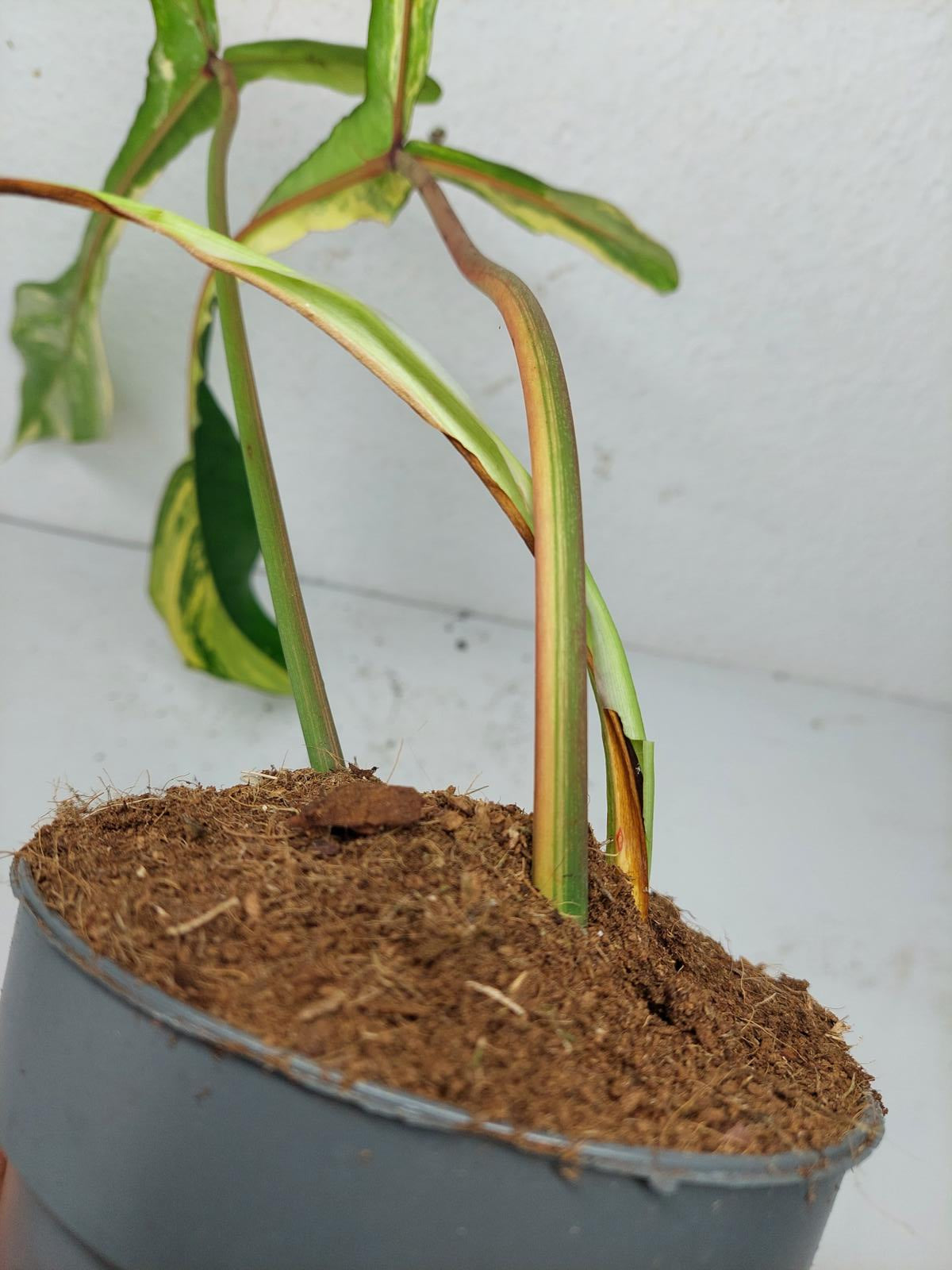 Philodendron Joepii Variegata