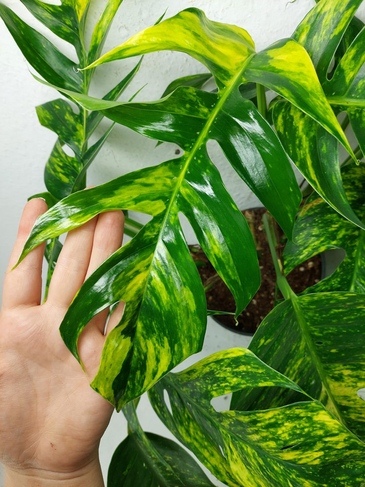 Epipremnum Pinnatum Goldfinger