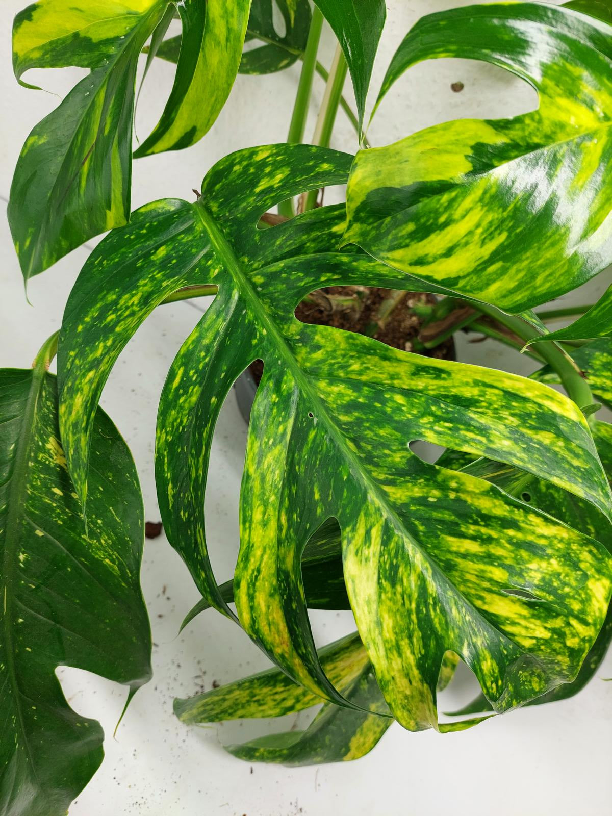 Epipremnum Pinnatum Goldfinger