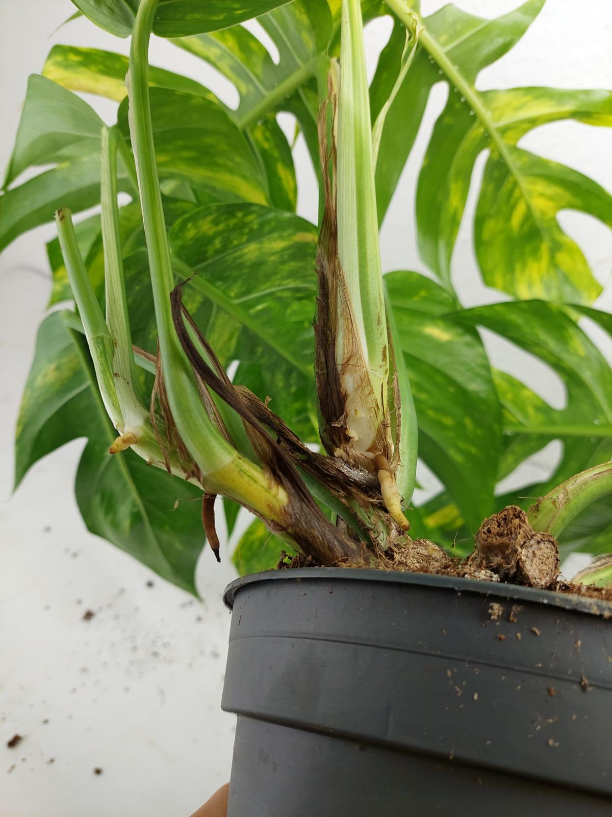 Epipremnum Pinnatum Goldfinger
