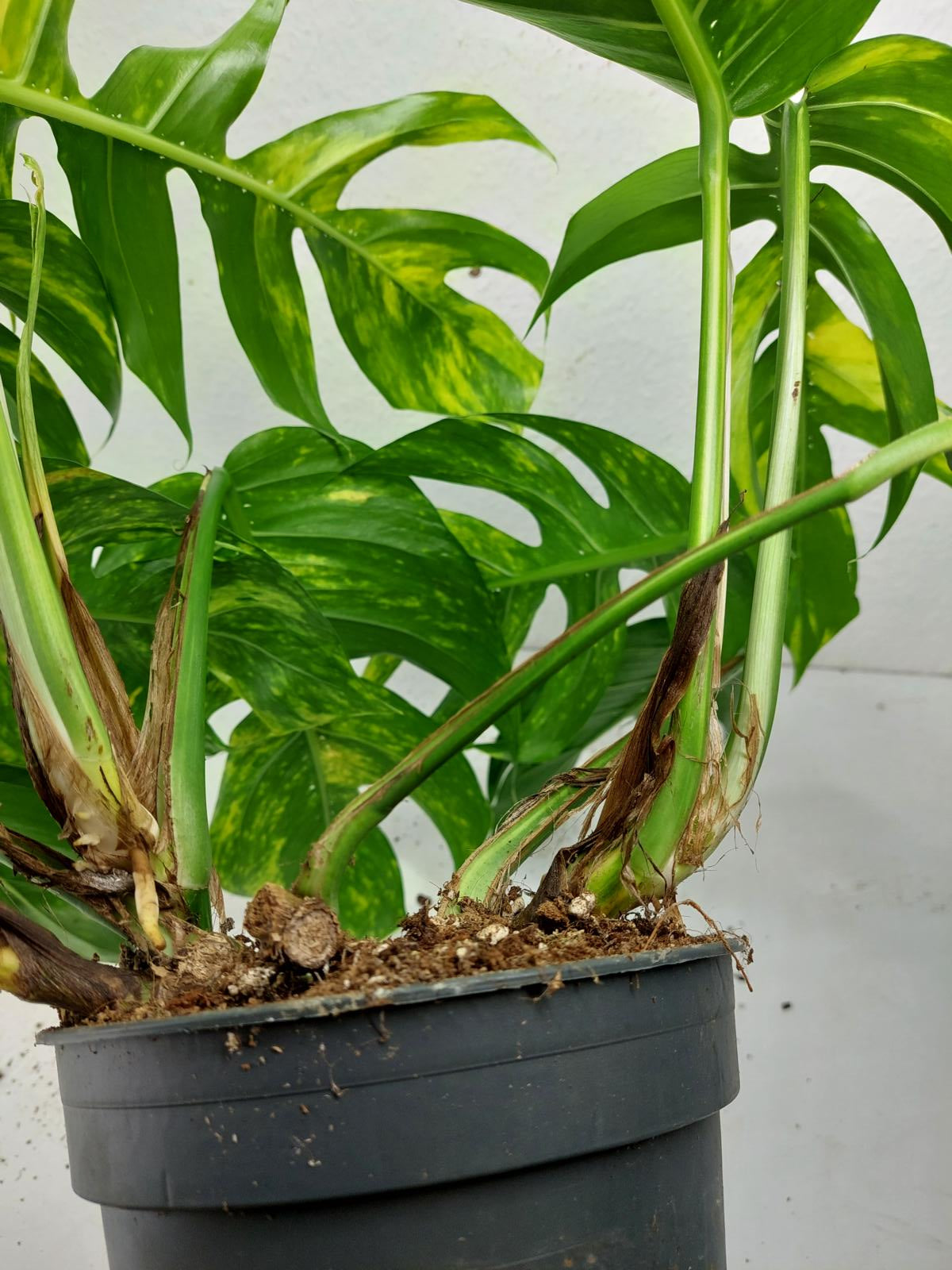 Epipremnum Pinnatum Goldfinger
