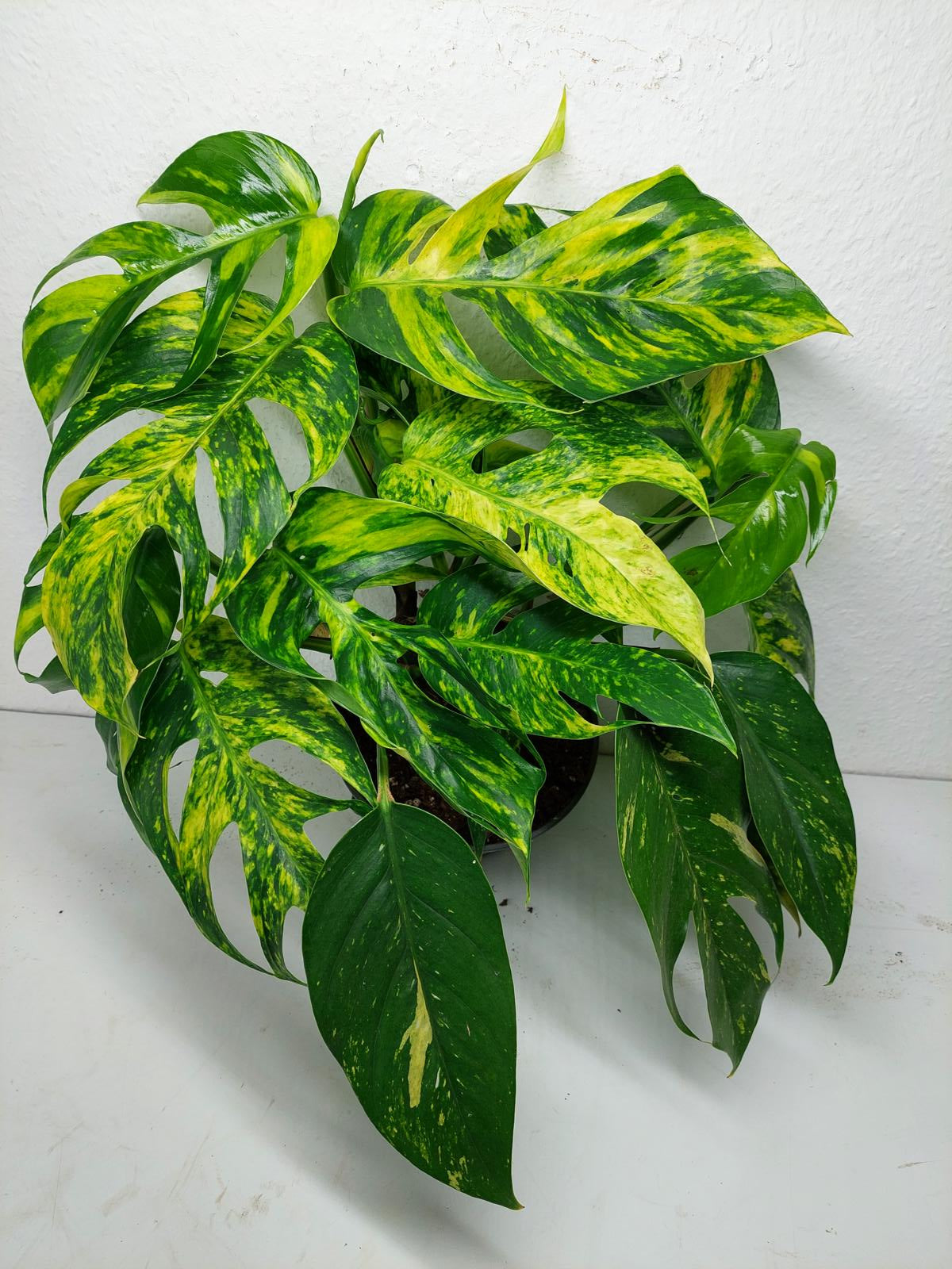 Epipremnum Pinnatum Goldfinger