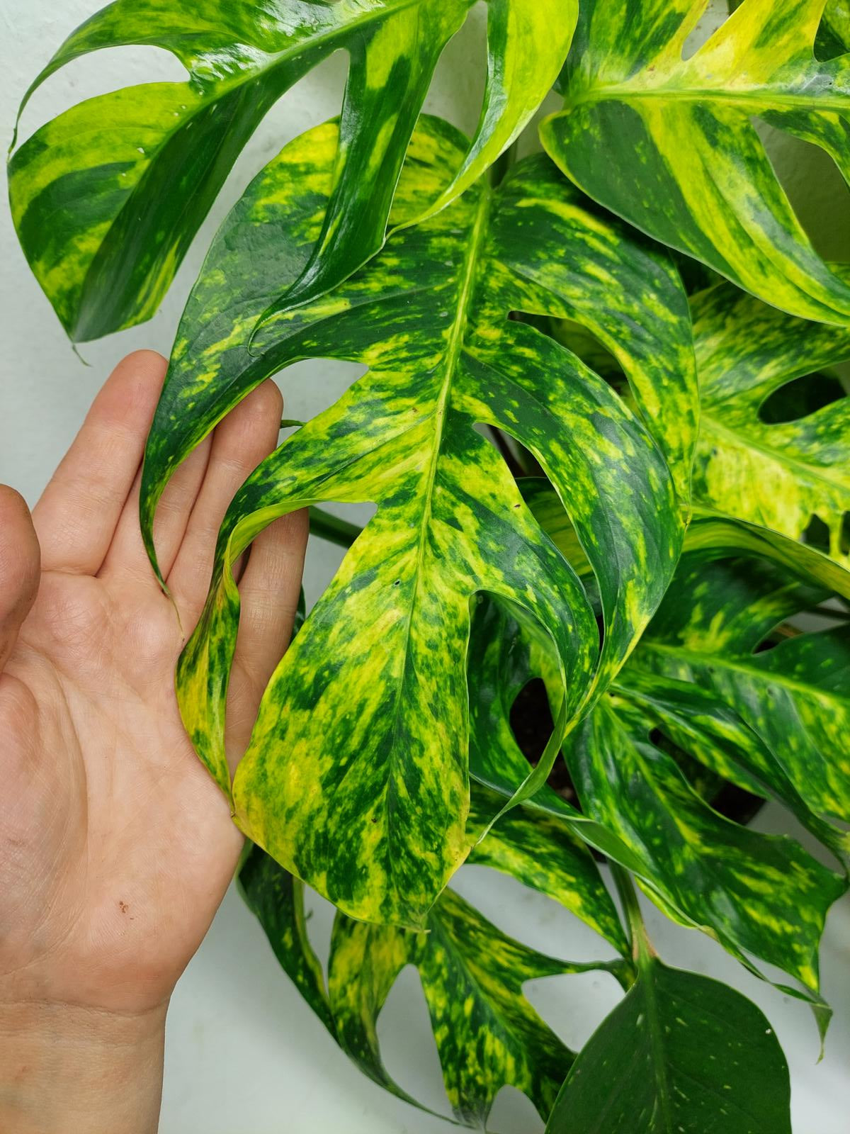 Epipremnum Pinnatum Goldfinger