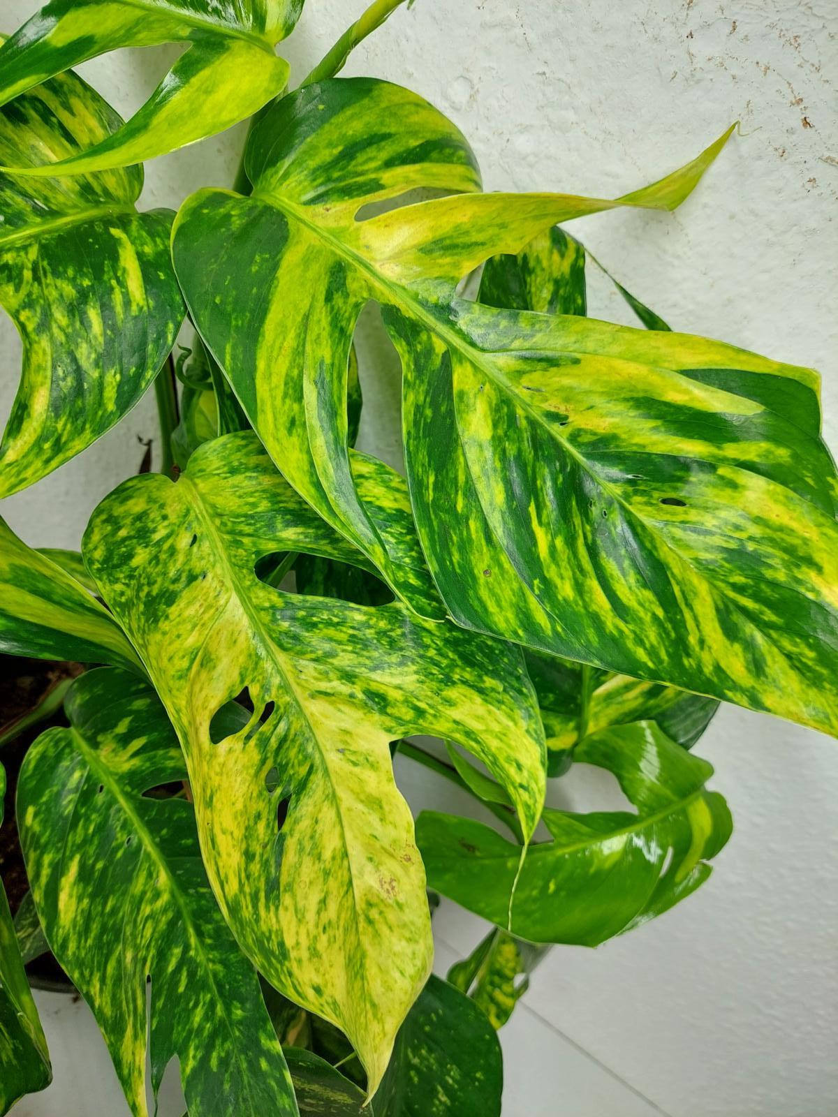 Epipremnum Pinnatum Goldfinger