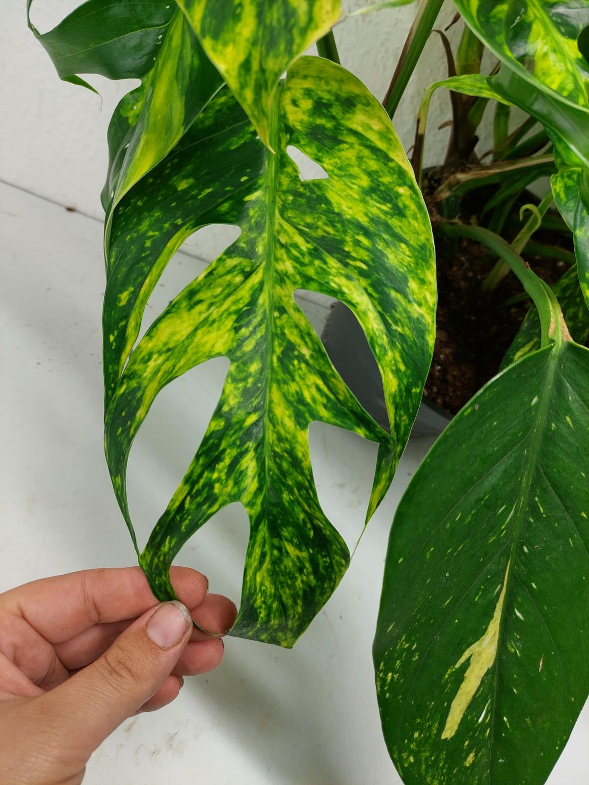 Epipremnum Pinnatum Goldfinger