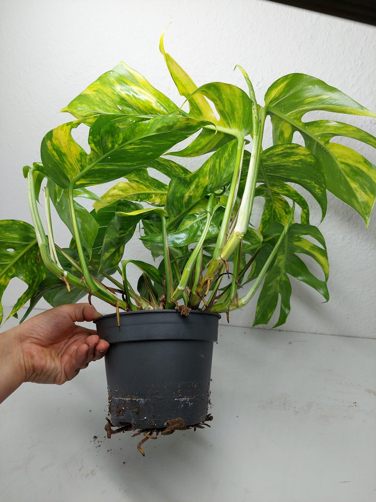 Epipremnum Pinnatum Goldfinger