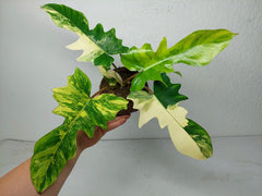 Philodendron Florida Beauty x Mayoi Variegata