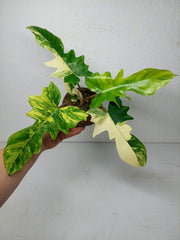 Philodendron Florida Beauty x Mayoi Variegata