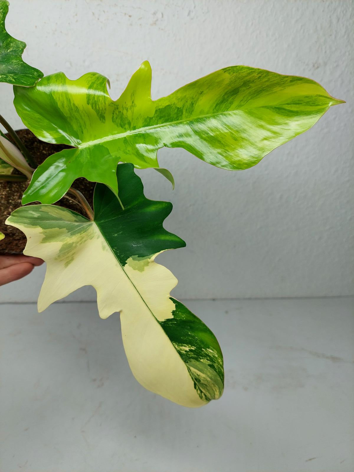 Philodendron Florida Beauty x Mayoi Variegata