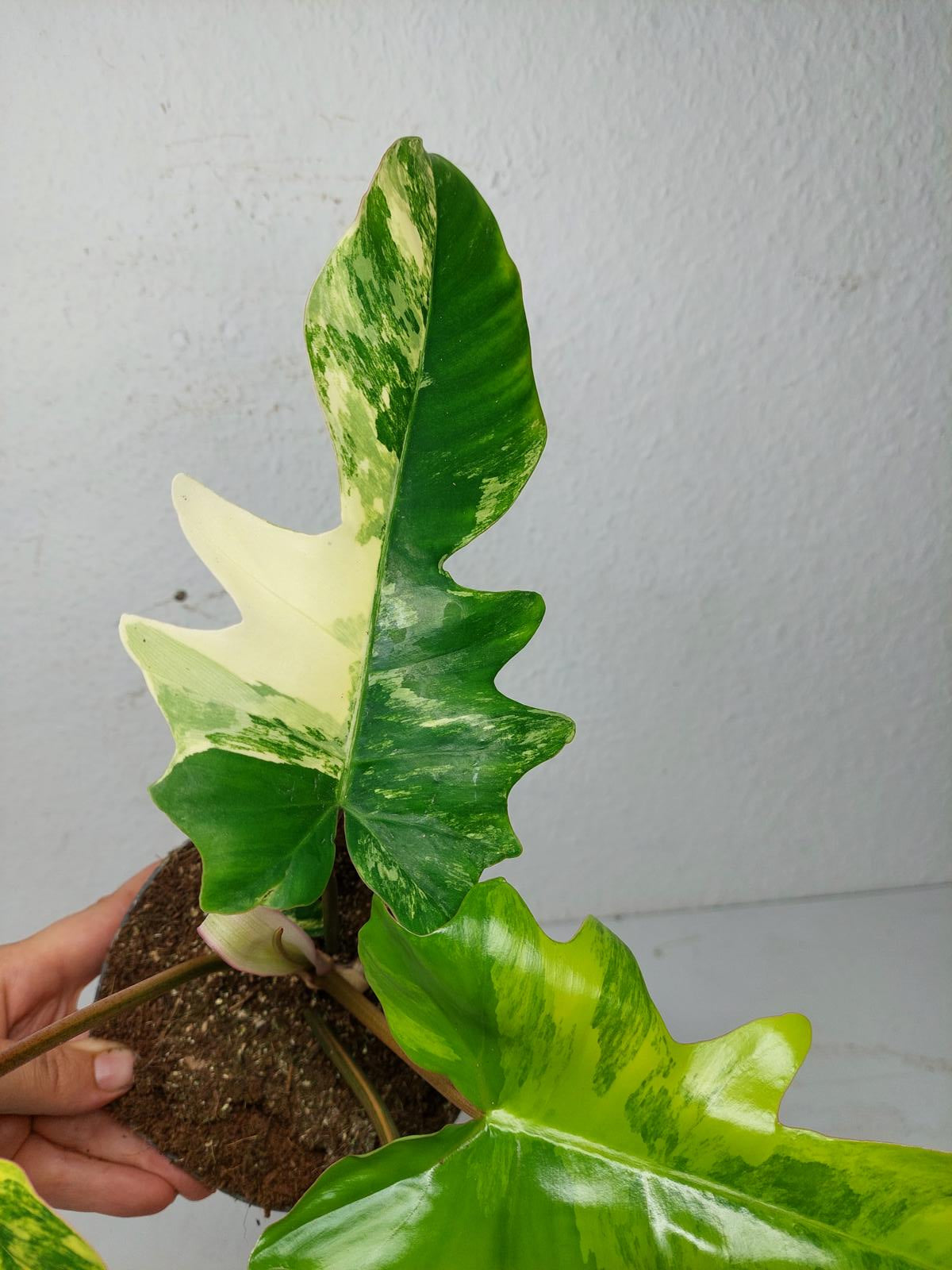 Philodendron Florida Beauty x Mayoi Variegata