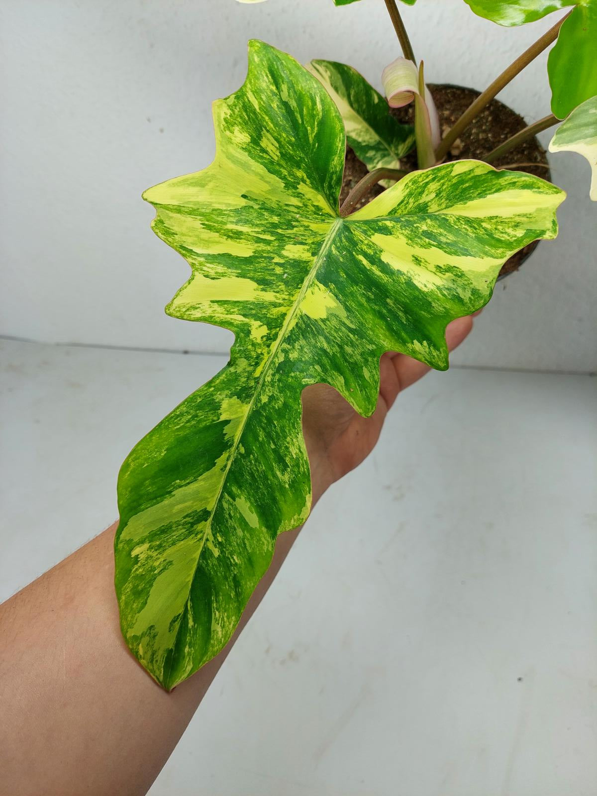 Philodendron Florida Beauty x Mayoi Variegata