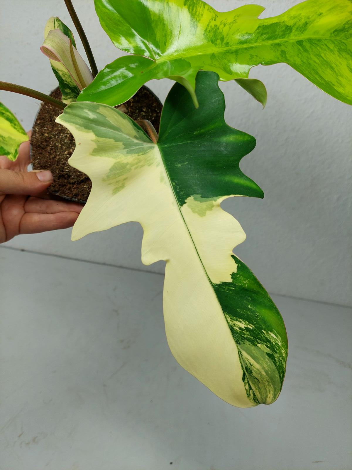 Philodendron Florida Beauty x Mayoi Variegata