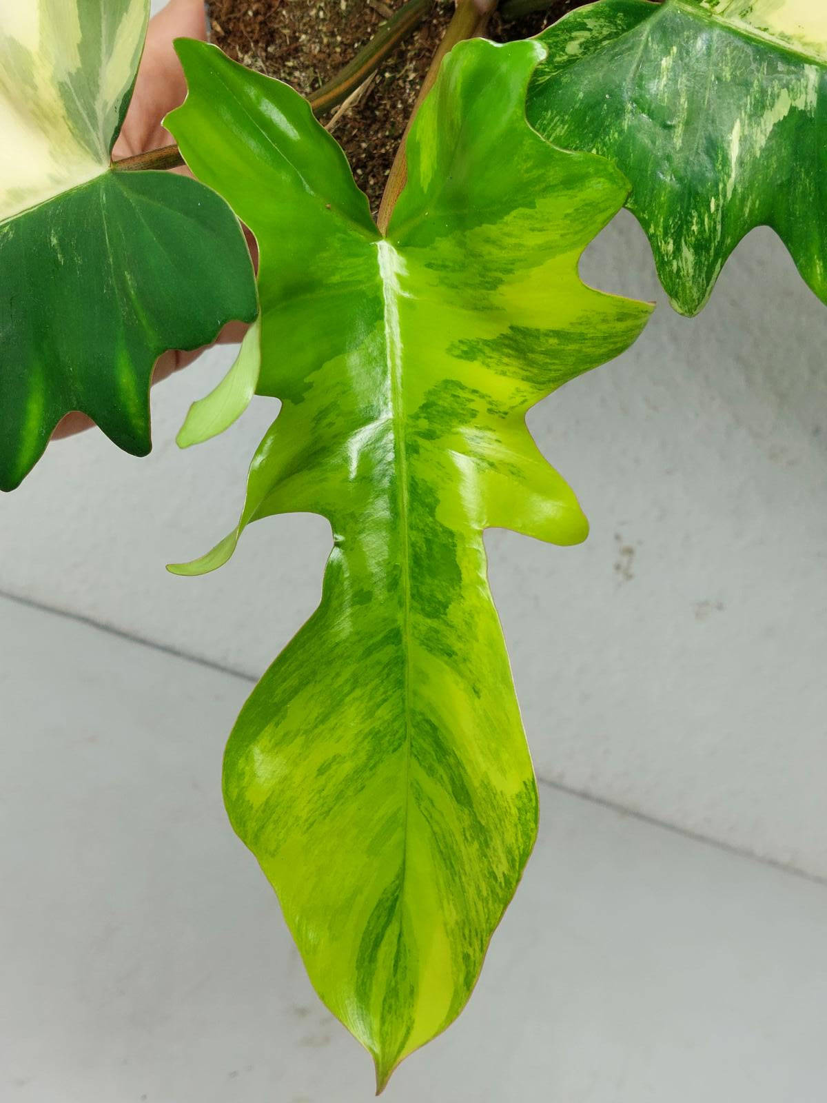 Philodendron Florida Beauty x Mayoi Variegata