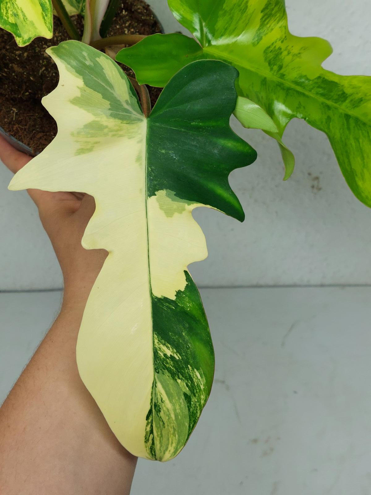 Philodendron Florida Beauty x Mayoi Variegata