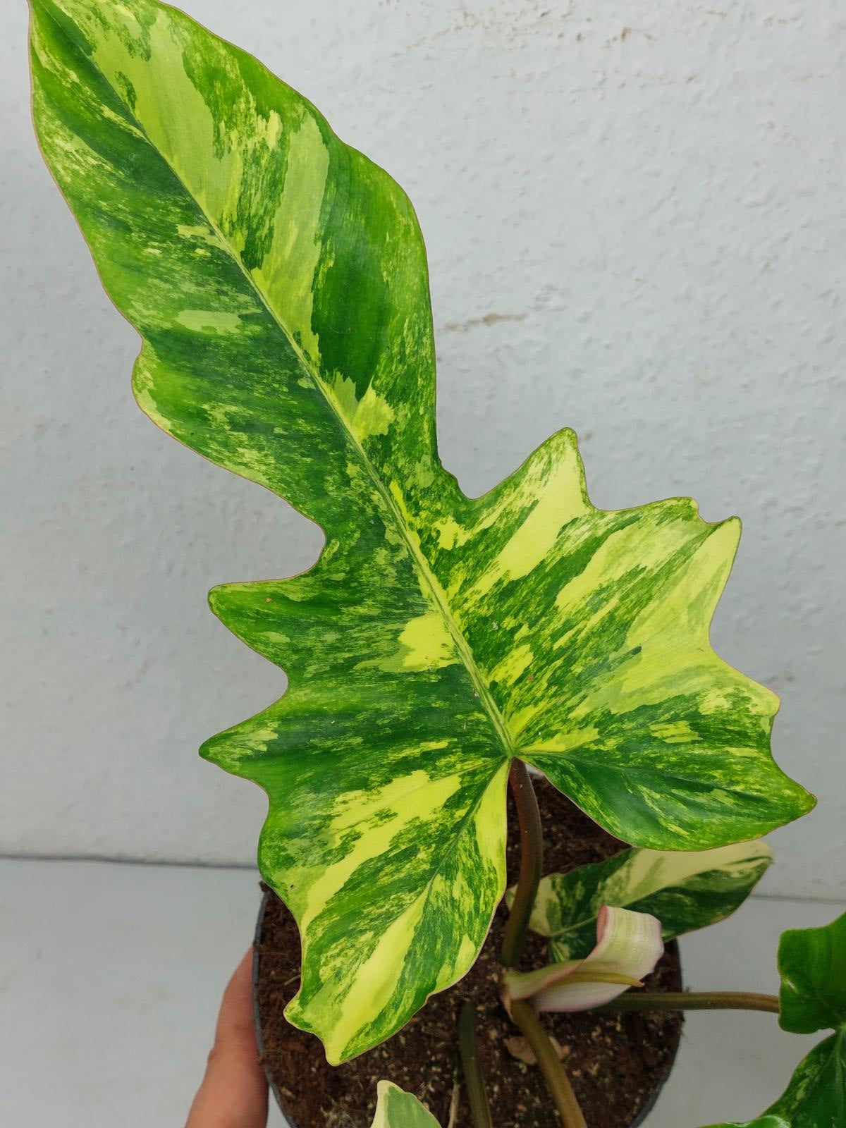 Philodendron Florida Beauty x Mayoi Variegata