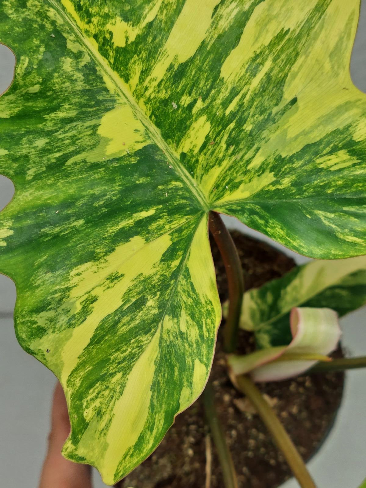 Philodendron Florida Beauty x Mayoi Variegata