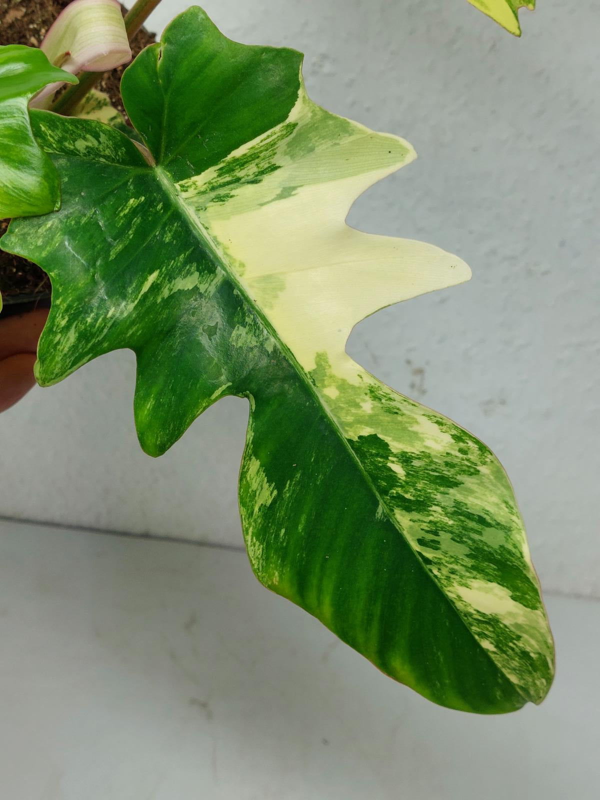Philodendron Florida Beauty x Mayoi Variegata