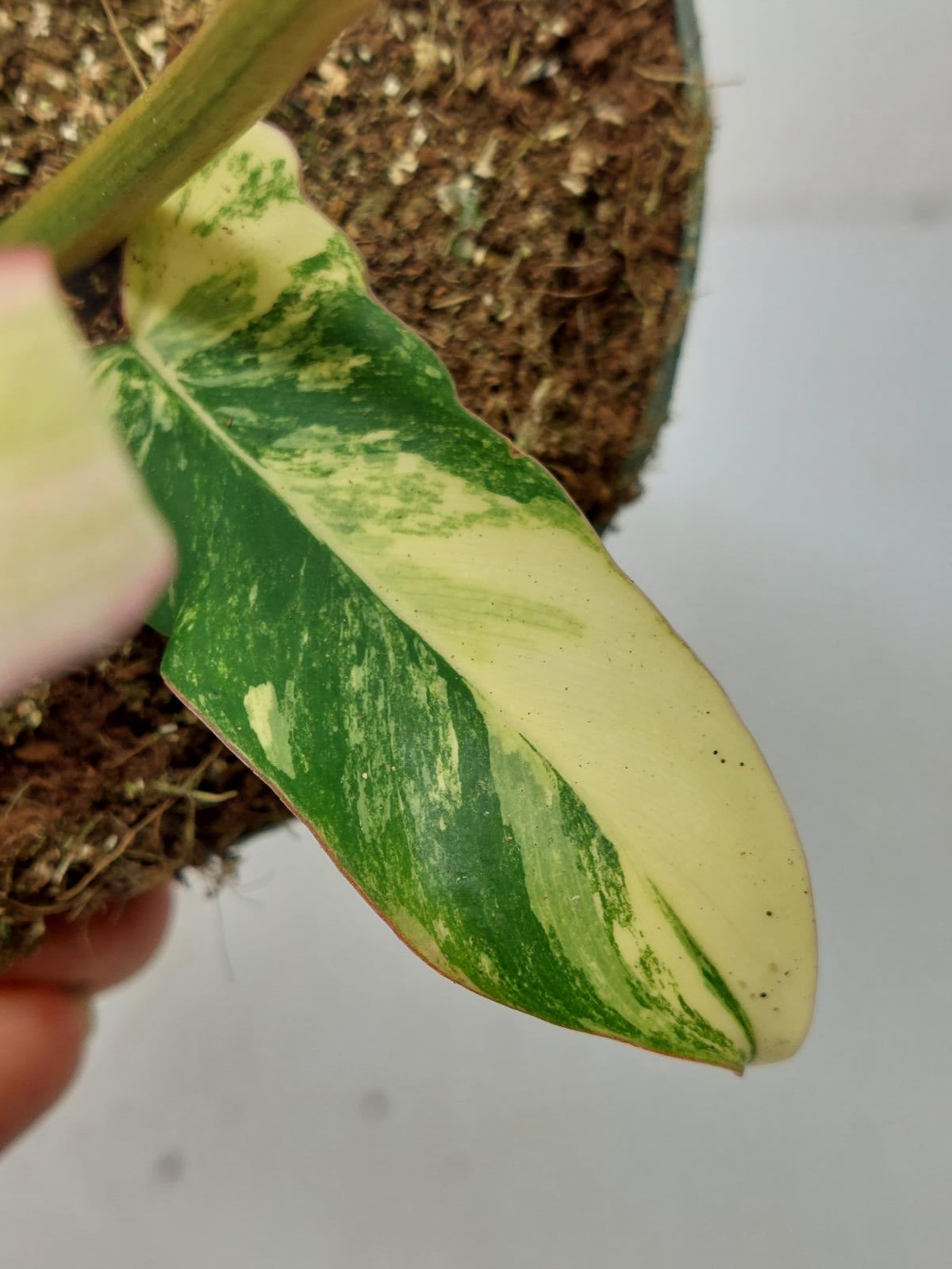 Philodendron Florida Beauty x Mayoi Variegata