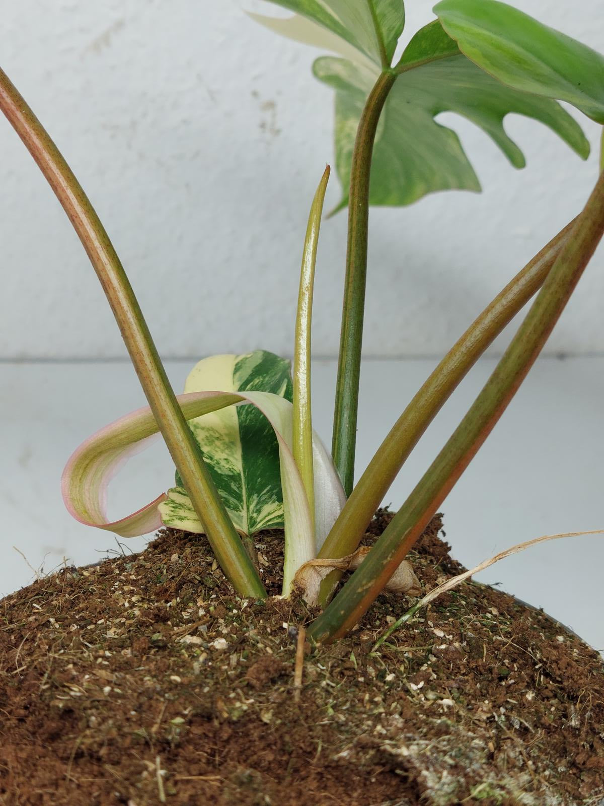 Philodendron Florida Beauty x Mayoi Variegata