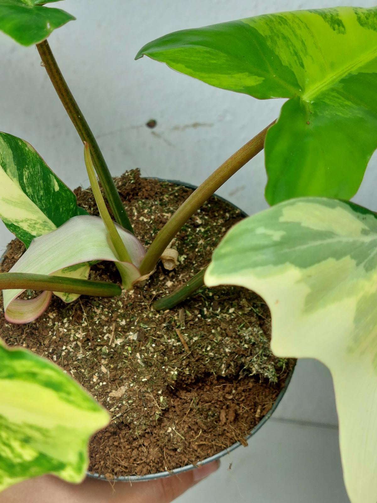 Philodendron Florida Beauty x Mayoi Variegata