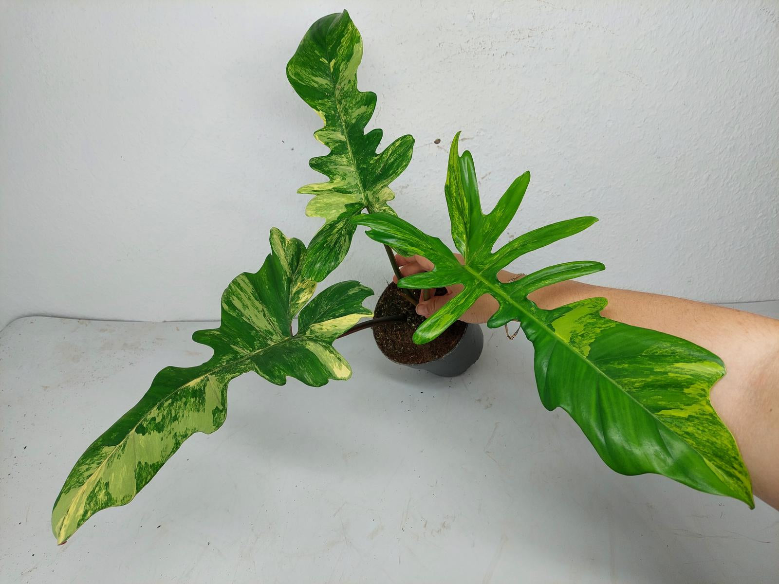 Philodendron Florida Beauty x Mayoi Variegata