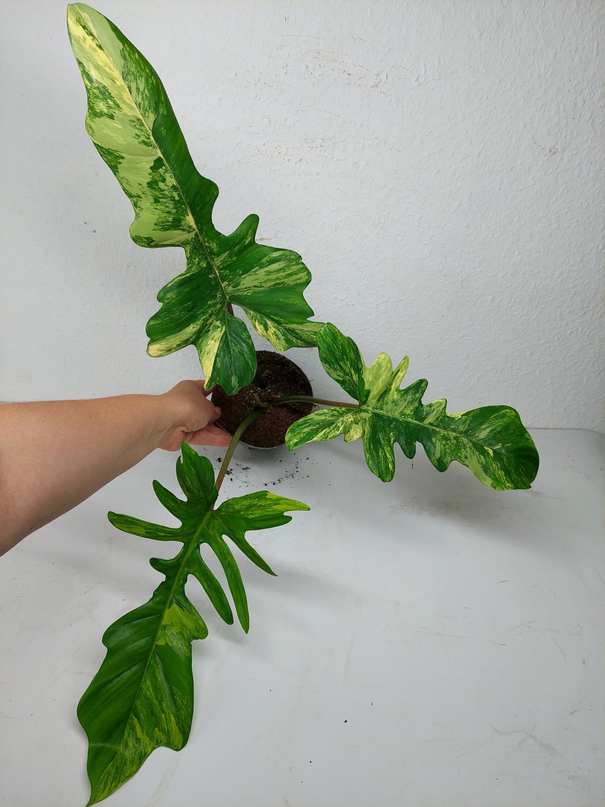 Philodendron Florida Beauty x Mayoi Variegata