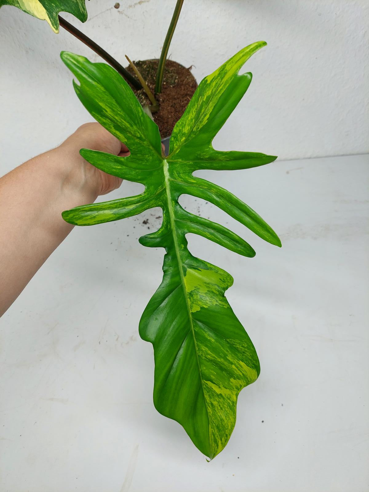 Philodendron Florida Beauty x Mayoi Variegata