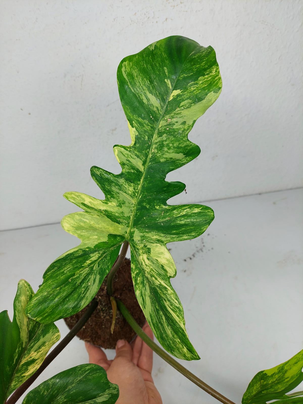 Philodendron Florida Beauty x Mayoi Variegata