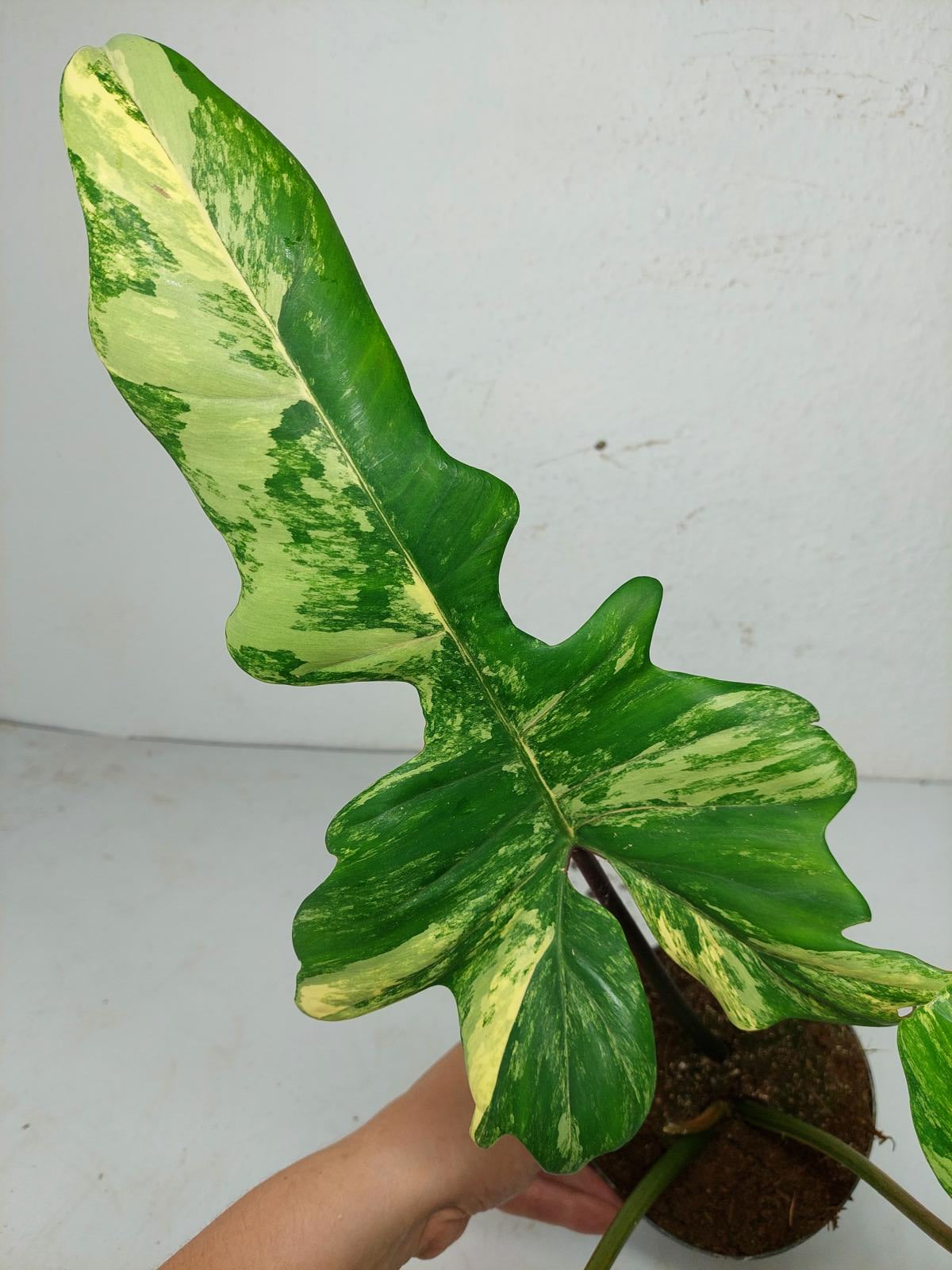 Philodendron Florida Beauty x Mayoi Variegata
