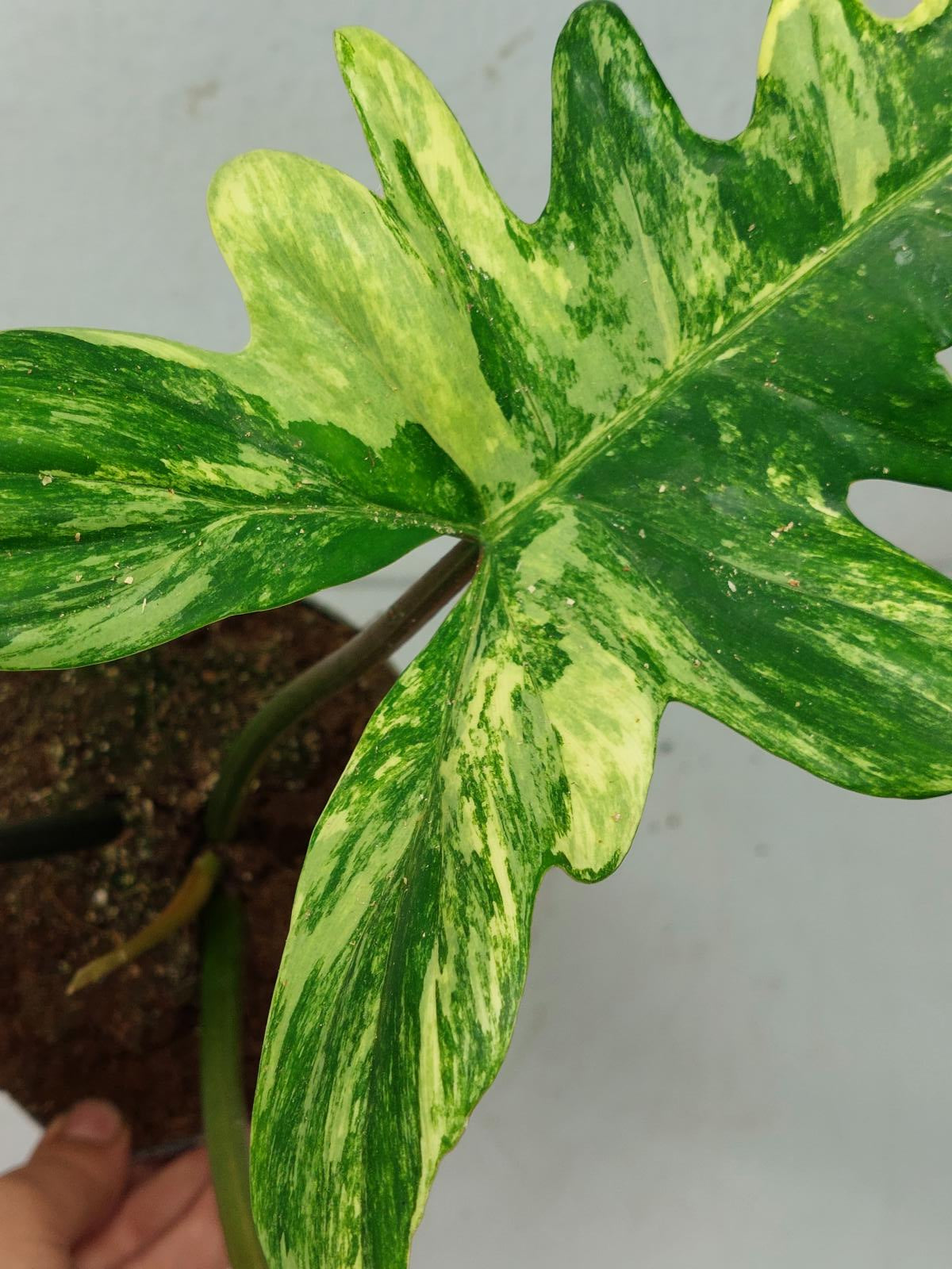 Philodendron Florida Beauty x Mayoi Variegata